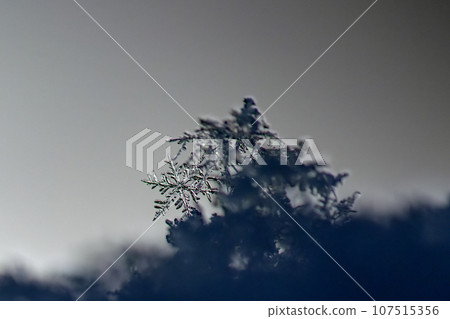 Shining Snowflake Shining Snowflake 107515356