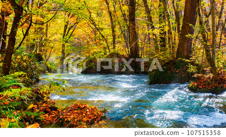 Oirase Stream (Autumn) Oirase Stream (Autumn) 107515358