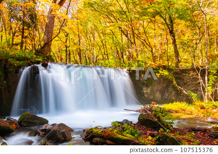 Oirase Stream (Autumn): Choshi Waterfall 107515376