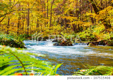 Oirase Stream (Autumn) Oirase Stream (Autumn) 107515408