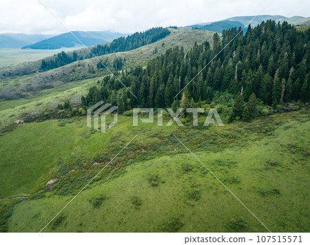 Beautiful forest wetland landscape in Sichuan,China 107515571