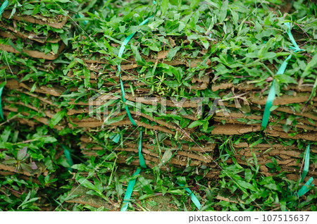 bunch of turf grass for sale bunch of turf grass for sale 107515637