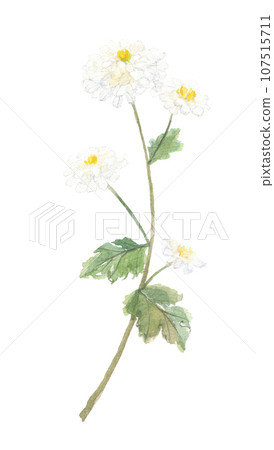 不知火菊 不知火菊 107515711