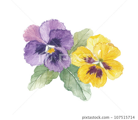 Pansy 2 colors Pansy 2 colors 107515714
