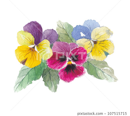 Pansy 3 colors Pansy 3 colors 107515715