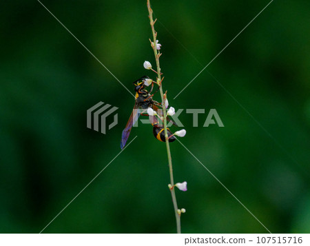 Flowers of Prunus japonicum and flower-visiting insects Waspsidae Flowers of Prunus japonicum and flower-visiting insects Waspsidae 107515716