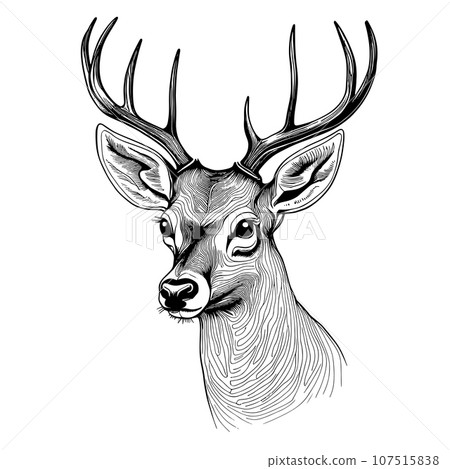 deer Line art illustration vector deer Line art illustration vector 107515838