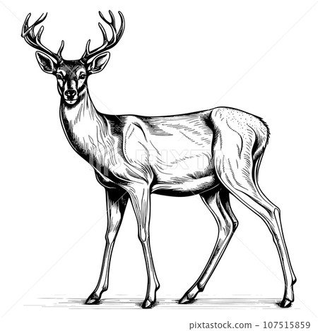 Deer engraving style, vector illustration, hand drawn, sketch Deer engraving style, vector illustration, hand drawn, sketch 107515859