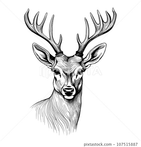 Deer engraving style, vector illustration, hand drawn, sketch 107515887
