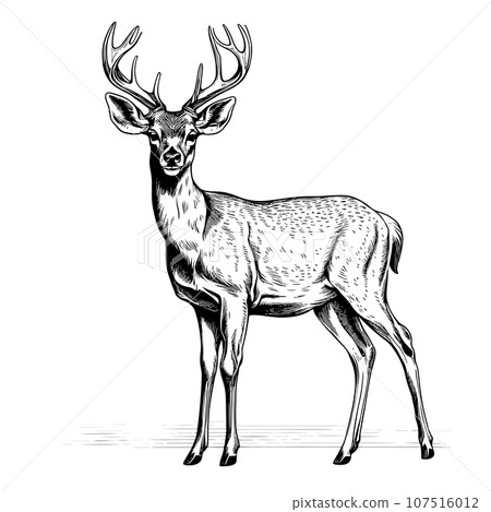 forest deers. Vector hand drawn illustration with wild animal in sketch style 107516012