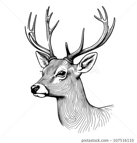 Graphic animal vector illustration black and white isolated deer for wedding, anniversary, birthday, invitations, logo, etc. Graphic animal vector illustration black and white isolated deer for wedding, anniversary, birthday, invitations, logo, etc. 107516110