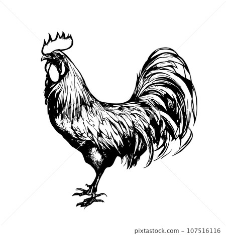cock vector animal illustration for design. Sketch tattoo design on white background cock vector animal illustration for design. Sketch tattoo design on white background 107516116