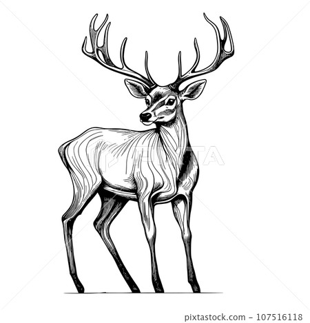 Graphic animal vector illustration black and white isolated deer for wedding, anniversary, birthday, invitations, logo, etc. Graphic animal vector illustration black and white isolated deer for wedding, anniversary, birthday, invitations, logo, etc. 107516118