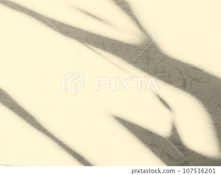 Beige Background Shadow Plant Leaf Texture Autumn Nature Wall Light Tree Material Abstract Leaves Pastel Floor Cream Color Paint Canvas Retro Mockup Product Gradient Sun from Window Pattern Two Tone. 107516201