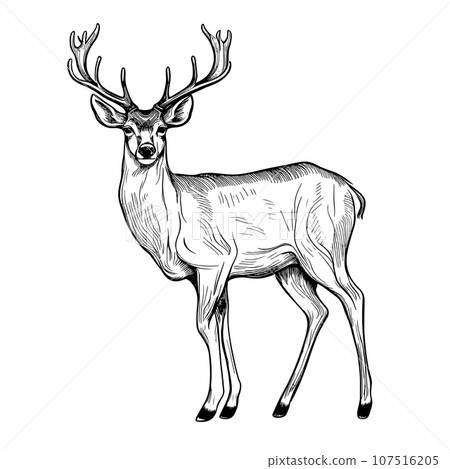 Graphic animal vector illustration black and white isolated deer for wedding, anniversary, birthday, invitations, logo, etc. Graphic animal vector illustration black and white isolated deer for wedding, anniversary, birthday, invitations, logo, etc. 107516205