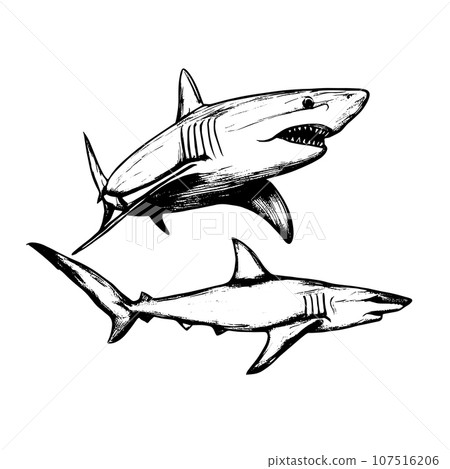 shark vector animal illustration for design. Sketch tattoo design on white background shark vector animal illustration for design. Sketch tattoo design on white background 107516206