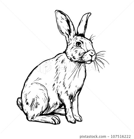 rabbit vector animal illustration for design. Sketch tattoo design on white background 107516222