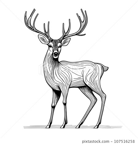 Graphic animal vector illustration black and white isolated deer for wedding, anniversary, birthday, invitations, logo, etc. 107516258