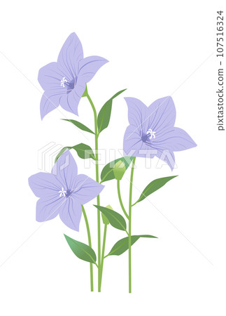 風鈴花的插圖 107516324