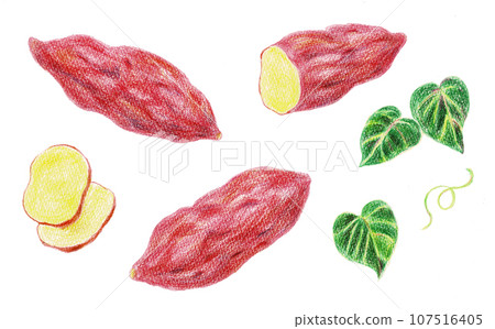 Hand-drawn illustration of sweet potato drawn with colored pencils Hand-drawn illustration of sweet potato drawn with colored pencils 107516405