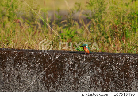 Kingfisher on the embankment 107516480