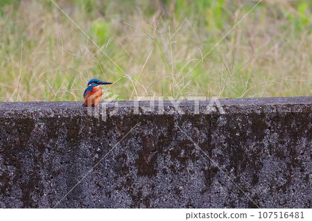 Kingfisher on the embankment 107516481