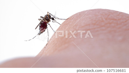 A mosquito sucking blood from his arm 107516681