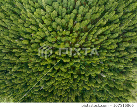 Aerial view of pine trees in beautiful forest landscape Aerial view of pine trees in beautiful forest landscape 107516866