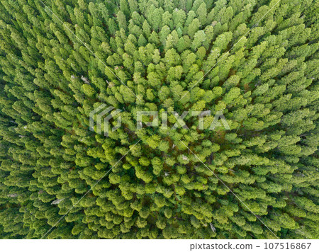 Aerial view of pine trees in beautiful forest landscape 107516867