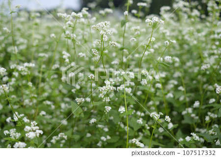 Hitachi autumn buckwheat flower garden in Ota City, Kitahitachi, Ibaraki Prefecture 107517332