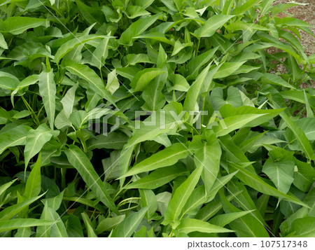 空心菜的種植 空心菜的種植 107517348