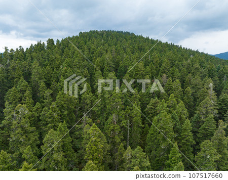 Beautiful forest wetland landscape in Sichuan,China 107517660