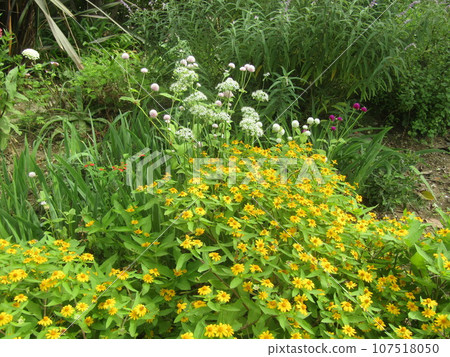 The cute little yellow flowers are Melanpodium flowers. The cute little yellow flowers are Melanpodium flowers. 107518050