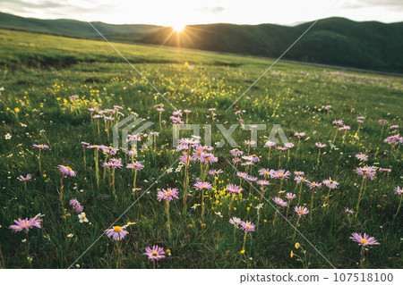 Tatarian Aster flowers blooming in high altitude grassland, China Tatarian Aster flowers blooming in high altitude grassland, China 107518100