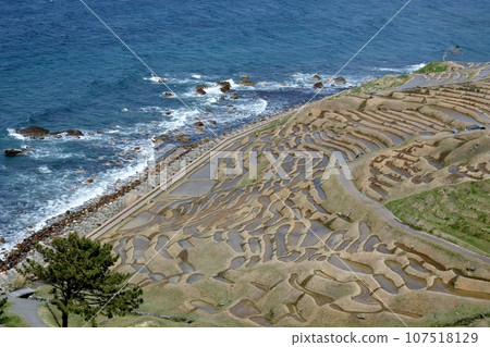 千枚田的白稻田正忙著準備插秧。 107518129