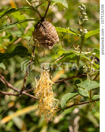 Hatching of giant praying mantis 107518206