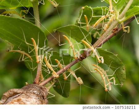 Giant praying mantis 1st instar larva Giant praying mantis 1st instar larva 107518211
