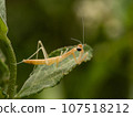 Giant praying mantis 1st instar larva 107518212