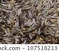 Yamato termite (winged termite) 107518213