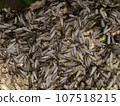 Yamato termite (winged termite) 107518215