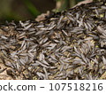 Yamato termite (winged termite) 107518216