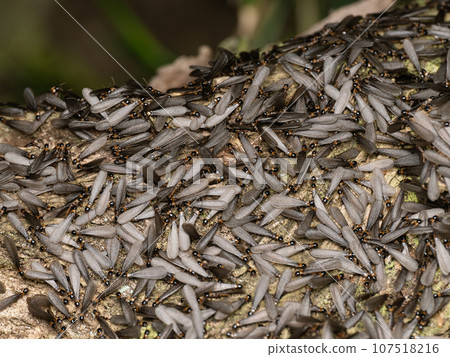 Yamato termite (winged termite) 107518216