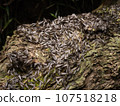 Yamato termite (winged termite) 107518218