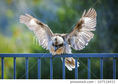 An adult Kookaburra drying itself while sitting on a fence in the sunshine after going for swim. 107518415