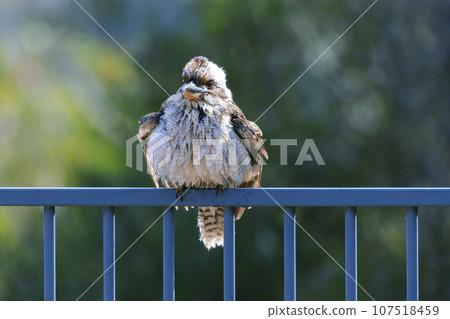 An adult Kookaburra sitting on a fence in the sunshine after going for swim. 107518459