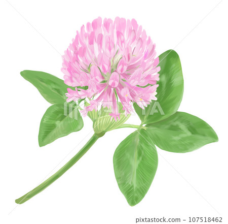 Illustration of purple clover (hand-drawn style) 107518462