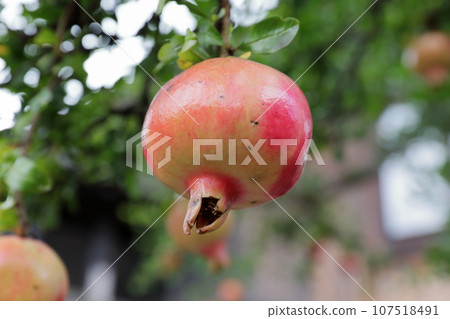 長大的石榴果實 長大的石榴果實 107518491