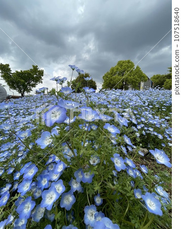 Nemophila field Nemophila field 107518640