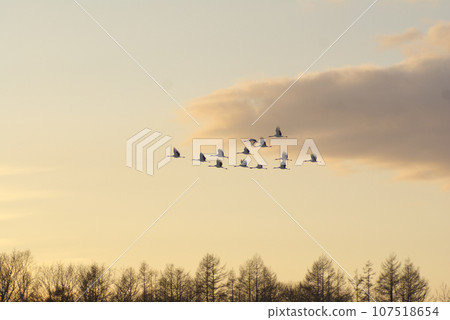 Evening Crane Flying 107518654