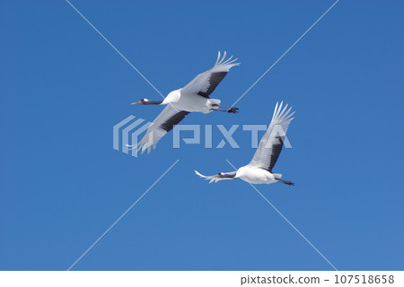 The turn of the red-crowned cranes flying in the blue sky The turn of the red-crowned cranes flying in the blue sky 107518658